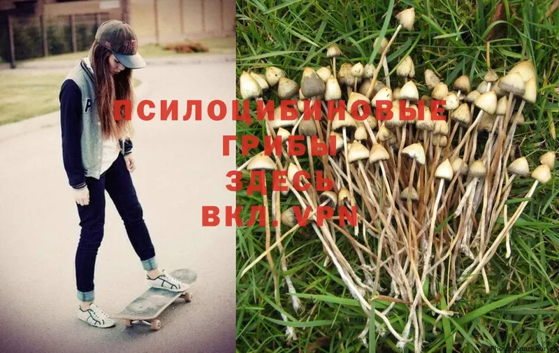 Псилоцибиновые грибы Psilocybine cubensis  Куровское 